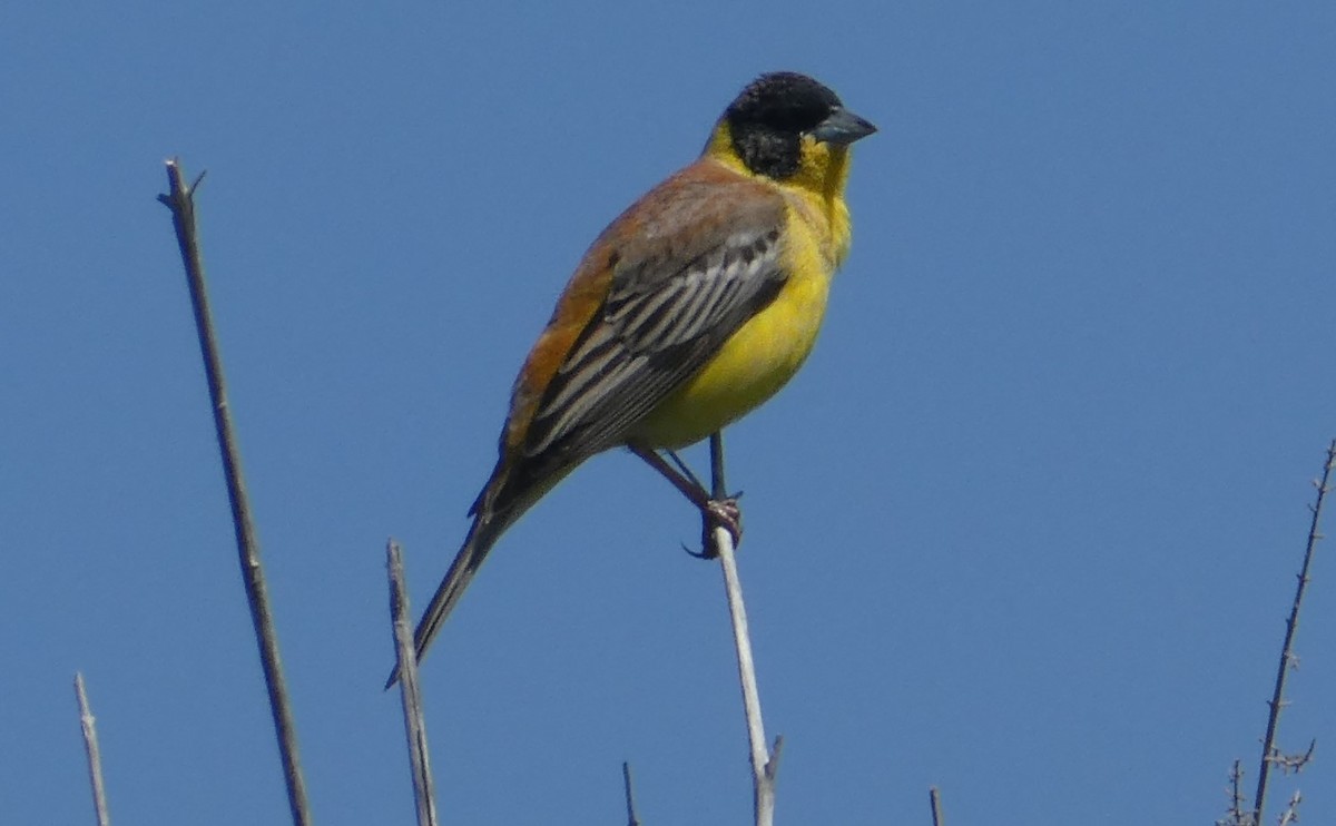 Black-headed Bunting - ML620444577