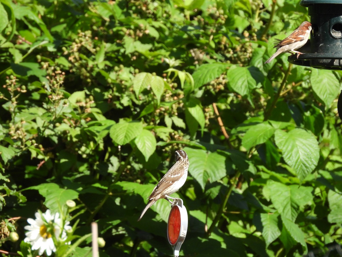 Rose-breasted Grosbeak - ML620444580