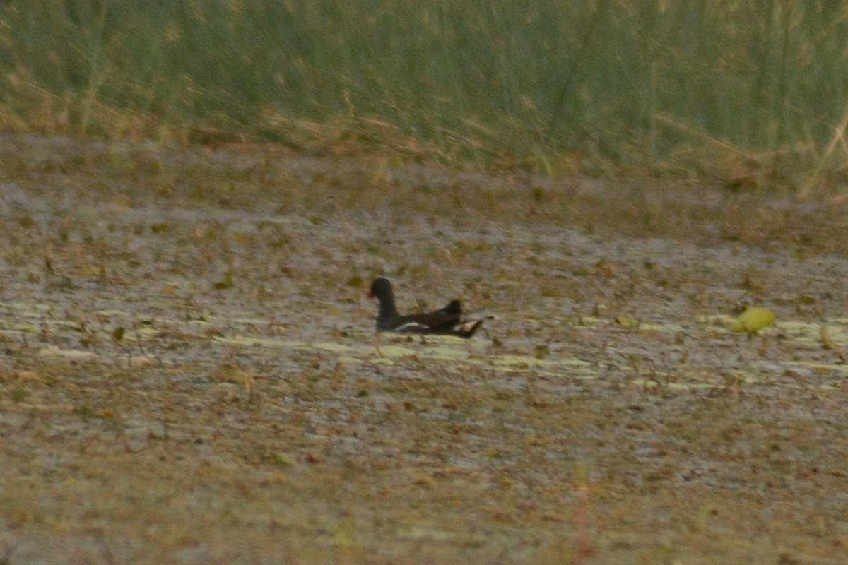 Eurasian Moorhen - ML620444604