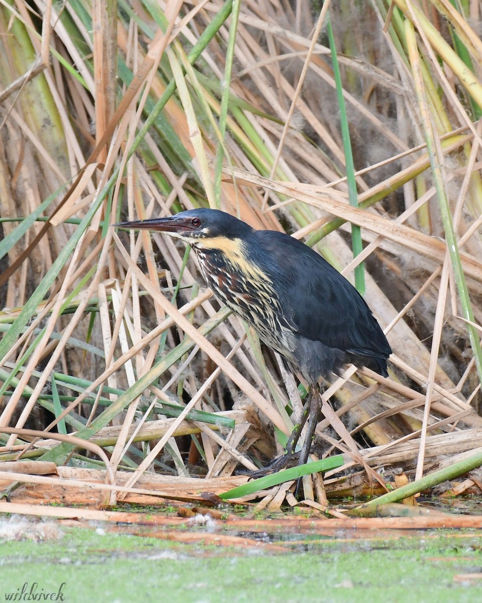 Black Bittern - ML620444607