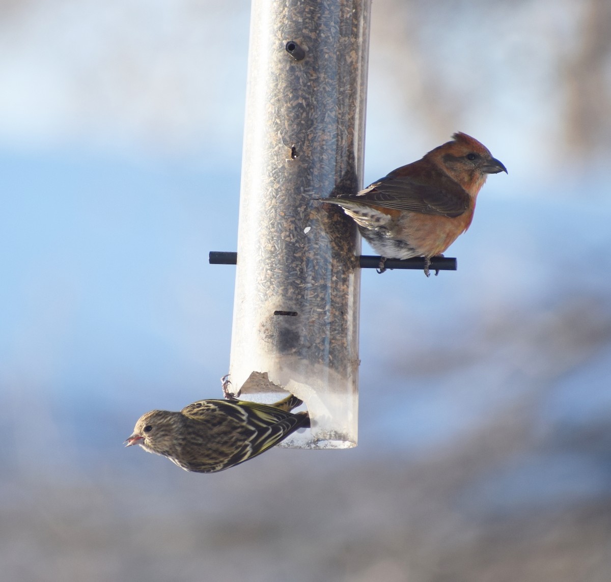 Red Crossbill - ML620444615