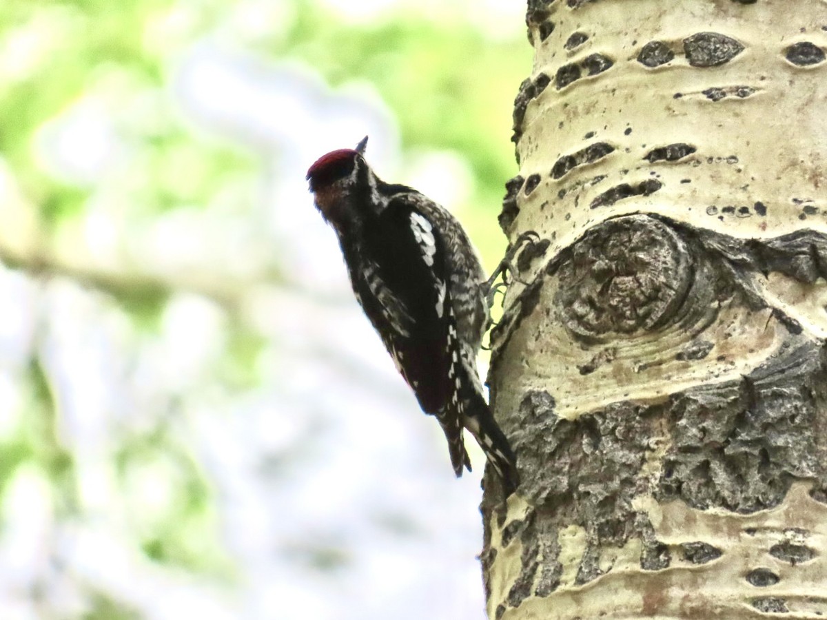 Red-naped Sapsucker - ML620444622