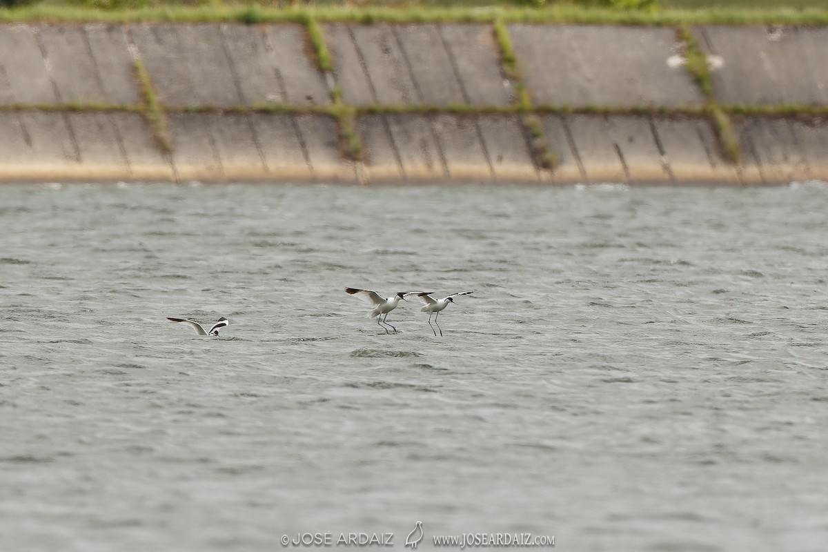 Pied Avocet - ML620444632