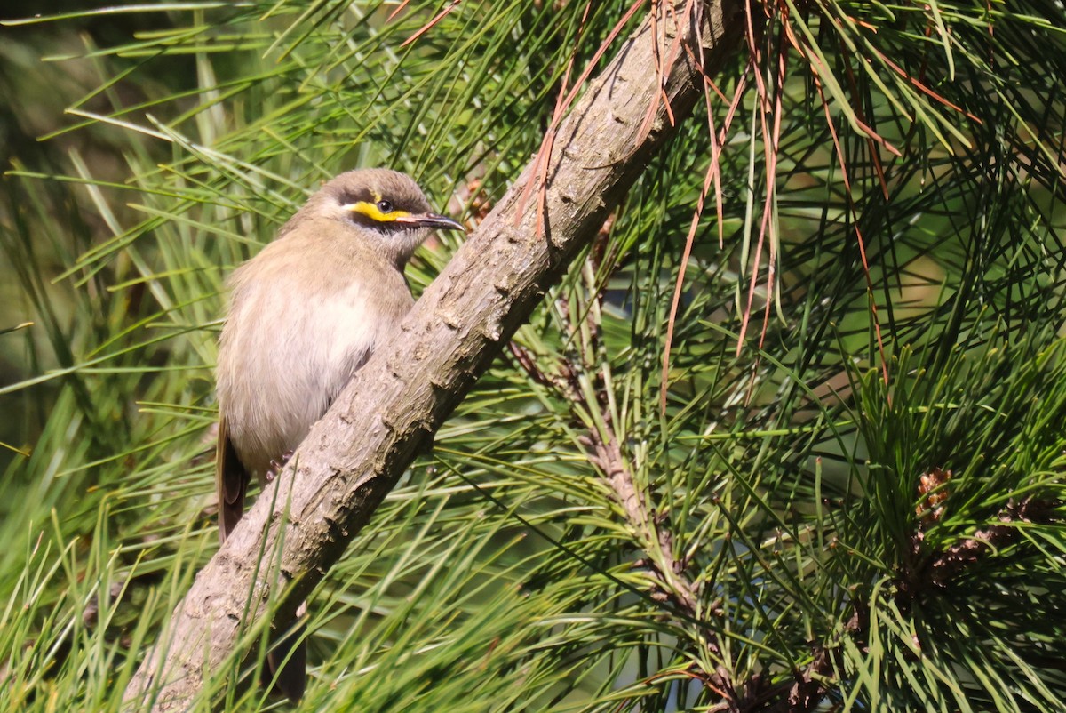 Yellow-faced Honeyeater - ML620444637