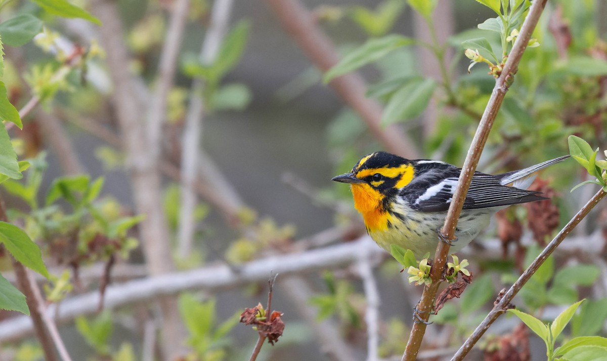 Blackburnian Warbler - ML620444641