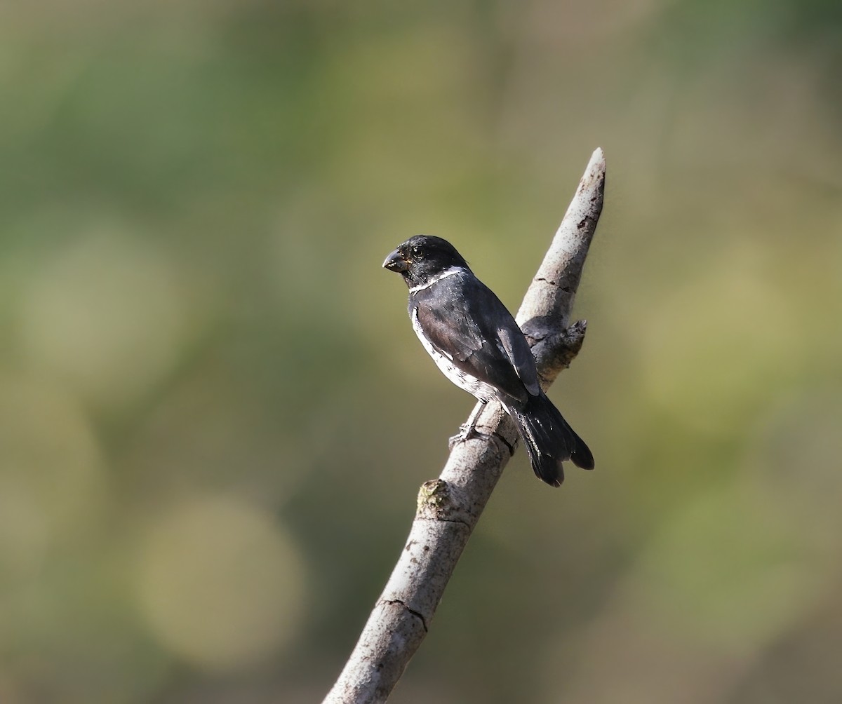 Variable Seedeater - ML620444646