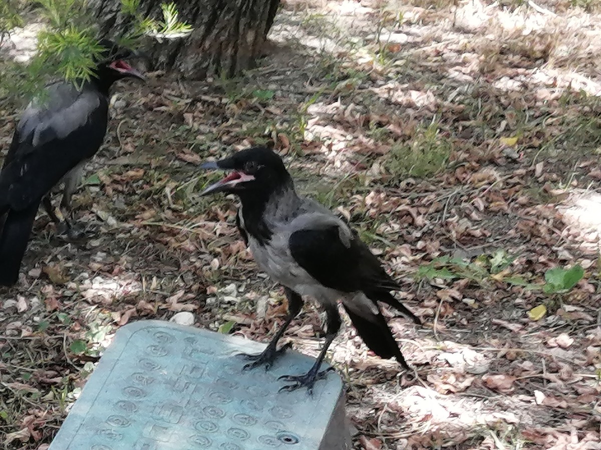 Hooded Crow - ML620444647