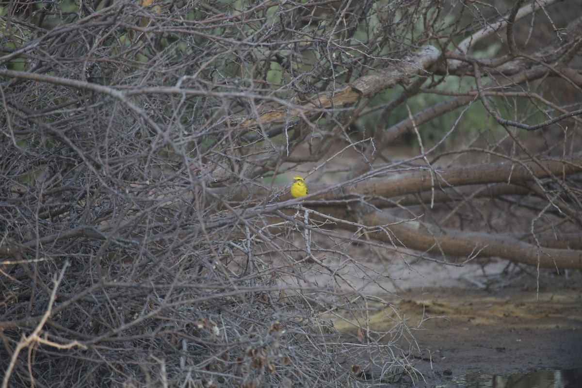 Yellow Canary - ML620444649
