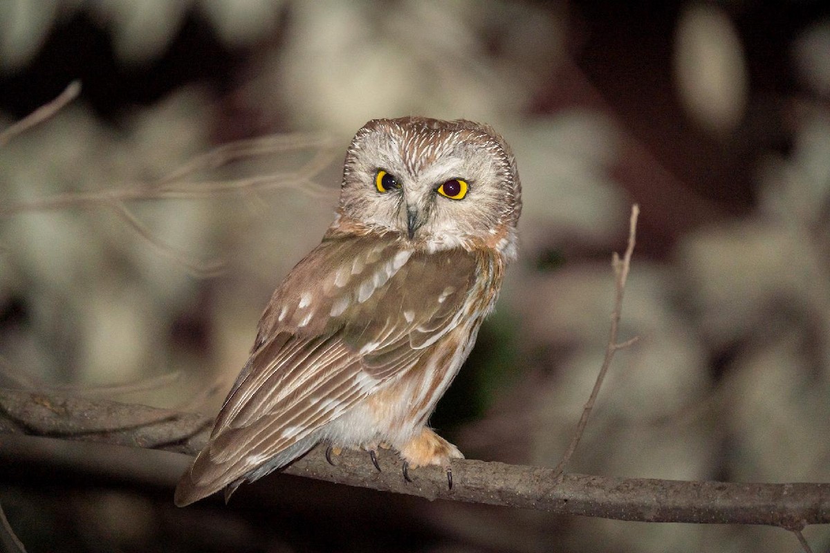 Northern Saw-whet Owl - Scotty Lofland