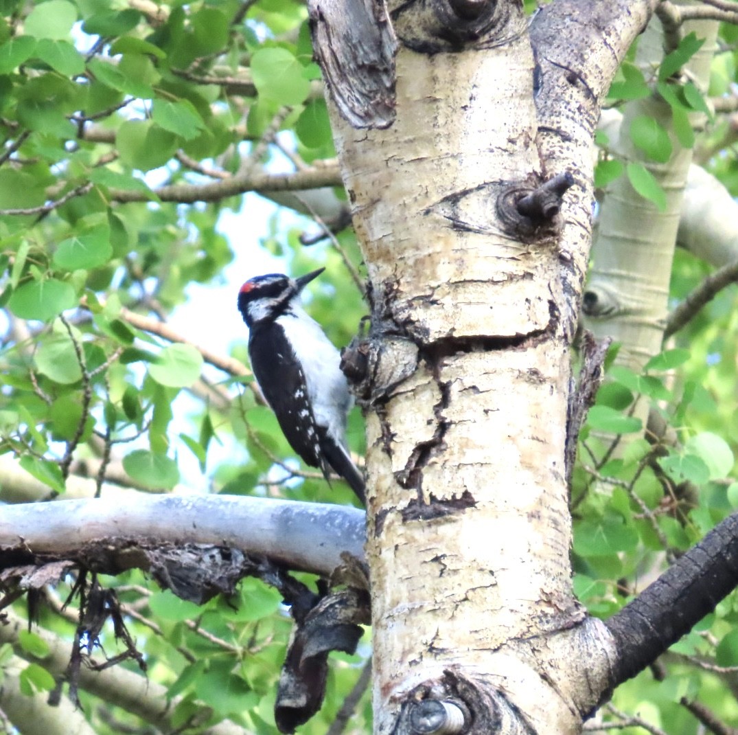 Hairy Woodpecker - ML620444665