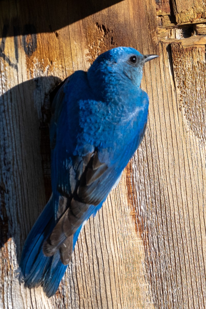 Mountain Bluebird - ML620444667