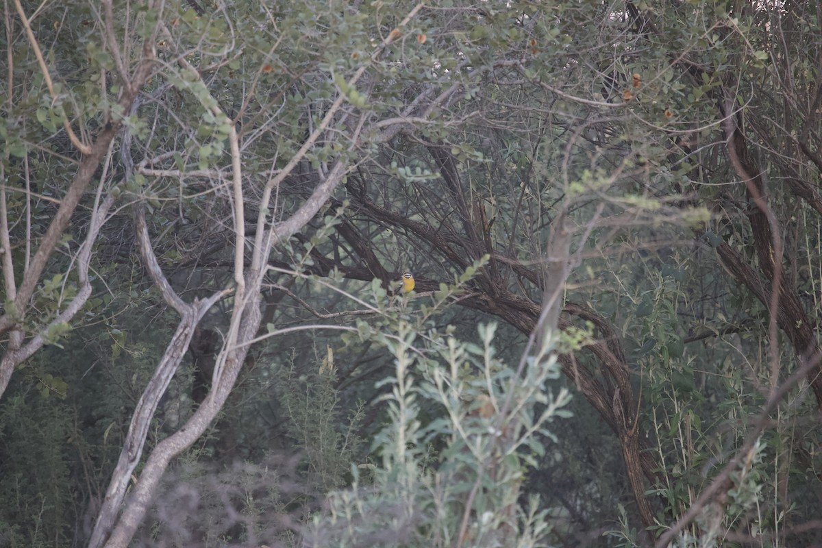 Bruant à poitrine dorée - ML620444669