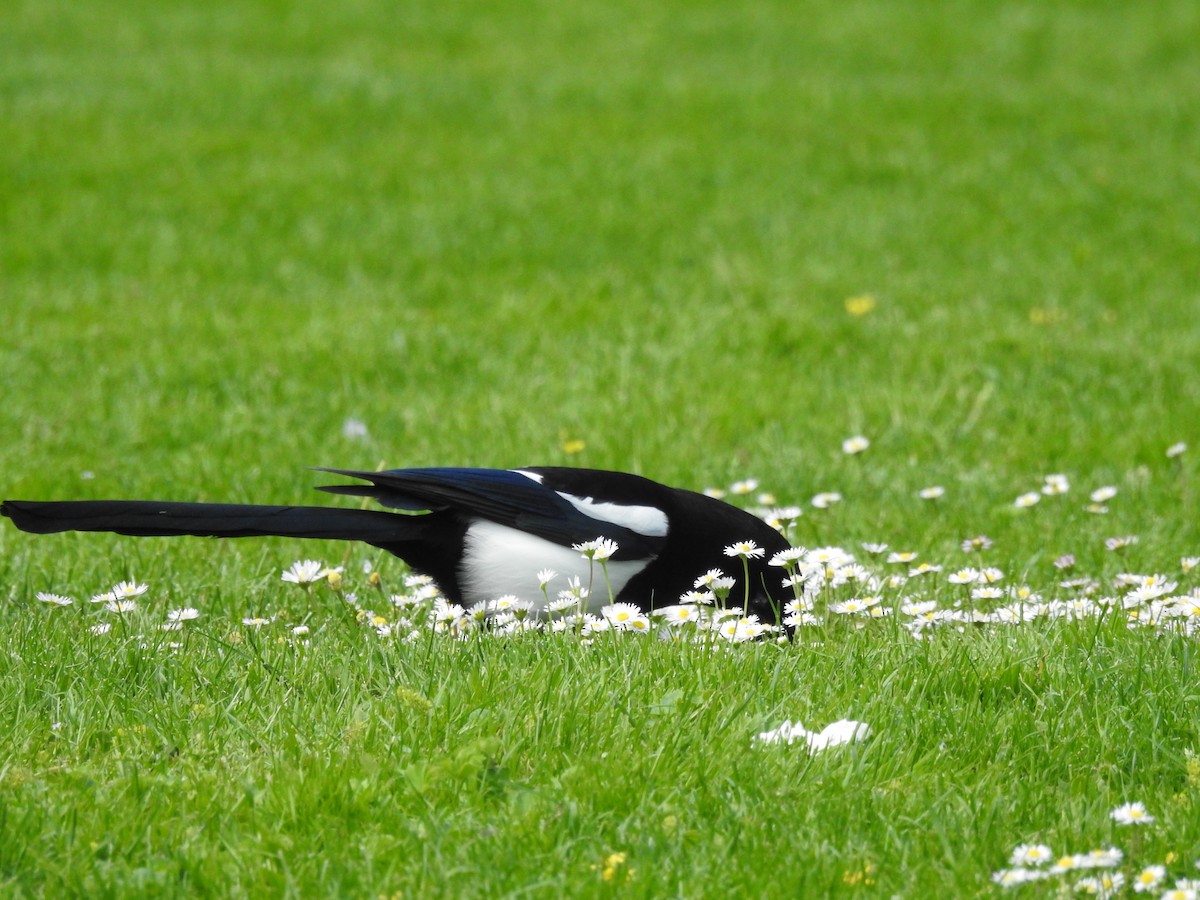 Eurasian Magpie - Zahra El Ansary