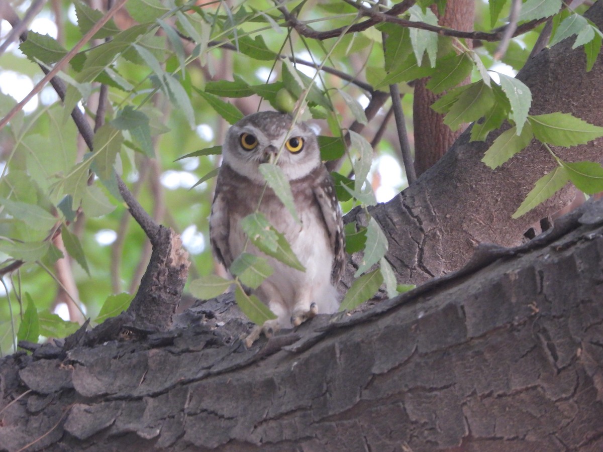 Spotted Owlet - ML620444679