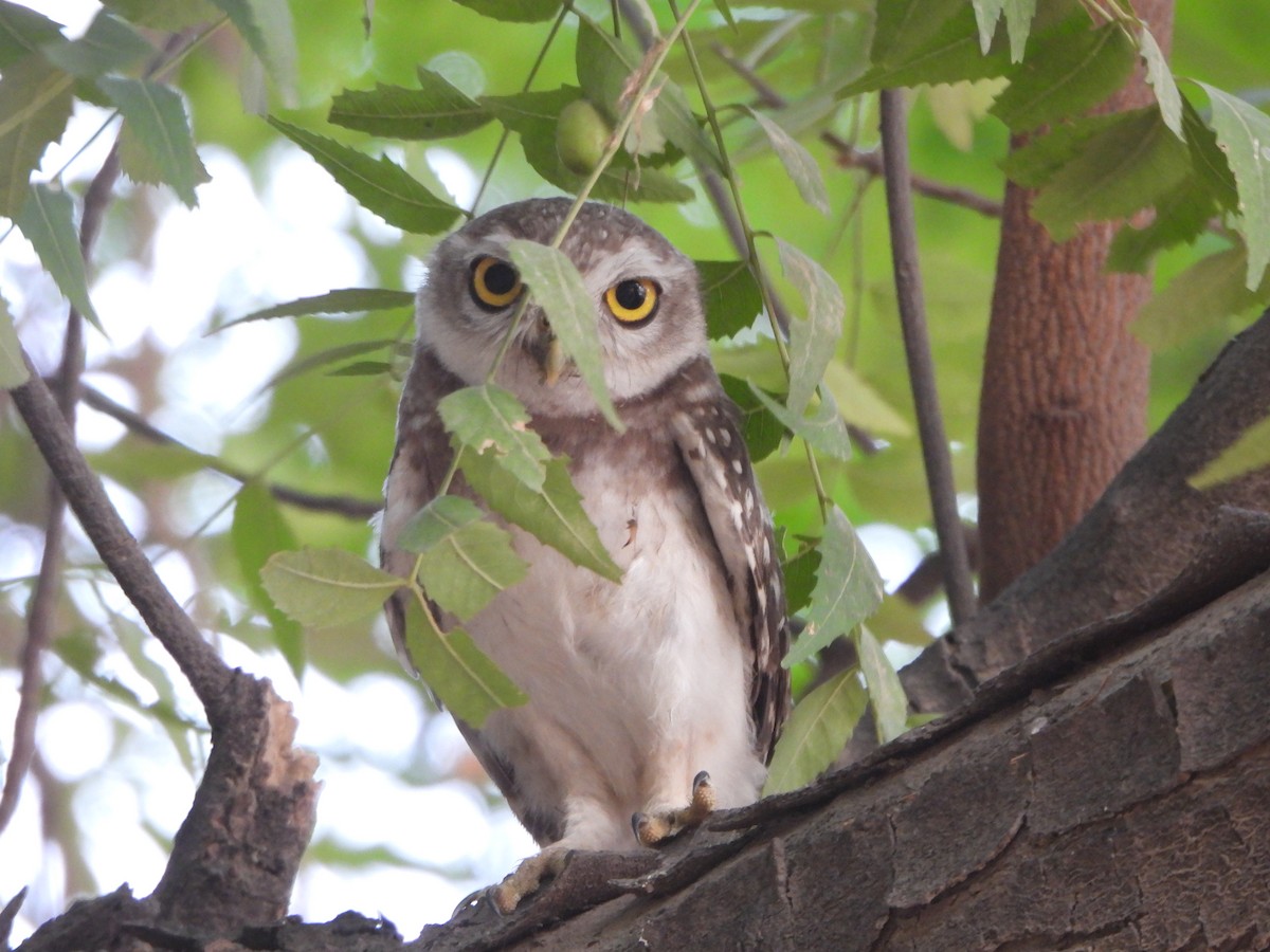 Spotted Owlet - ML620444680