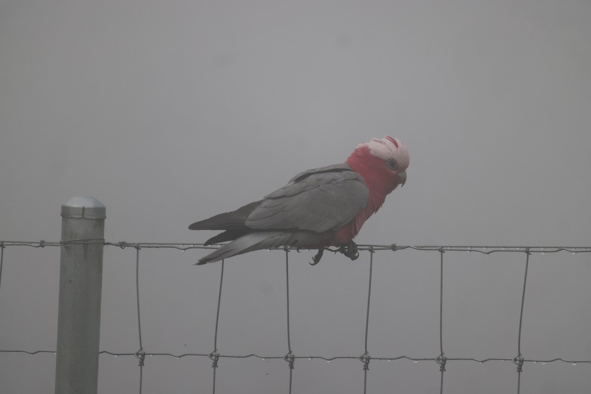 Galah - GEOFFREY SHINKFIELD