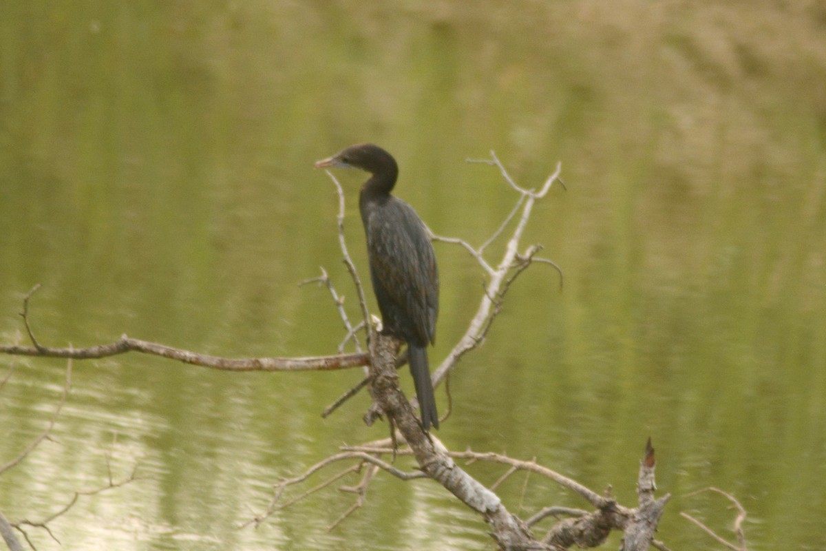 Cormoran de Vieillot - ML620444683