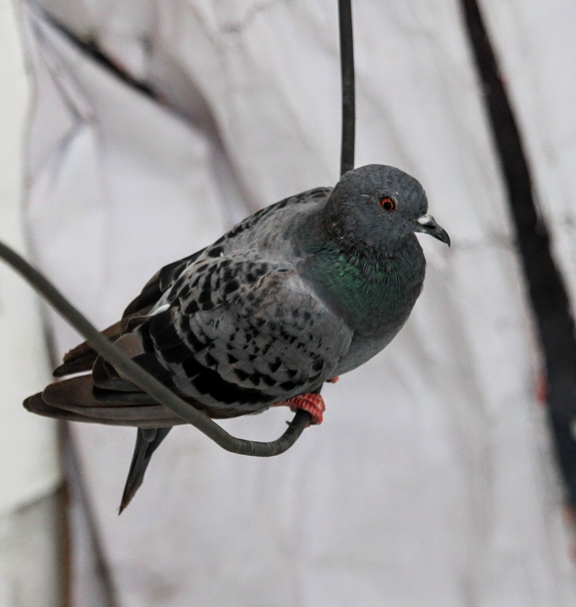 Rock Pigeon (Feral Pigeon) - ML620444684