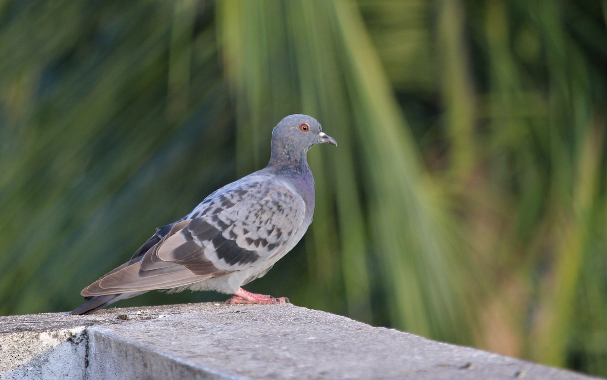 Rock Pigeon (Feral Pigeon) - ML620444685