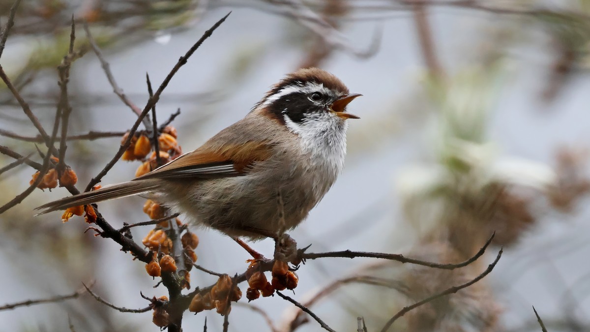 White-browed Fulvetta - ML620444686