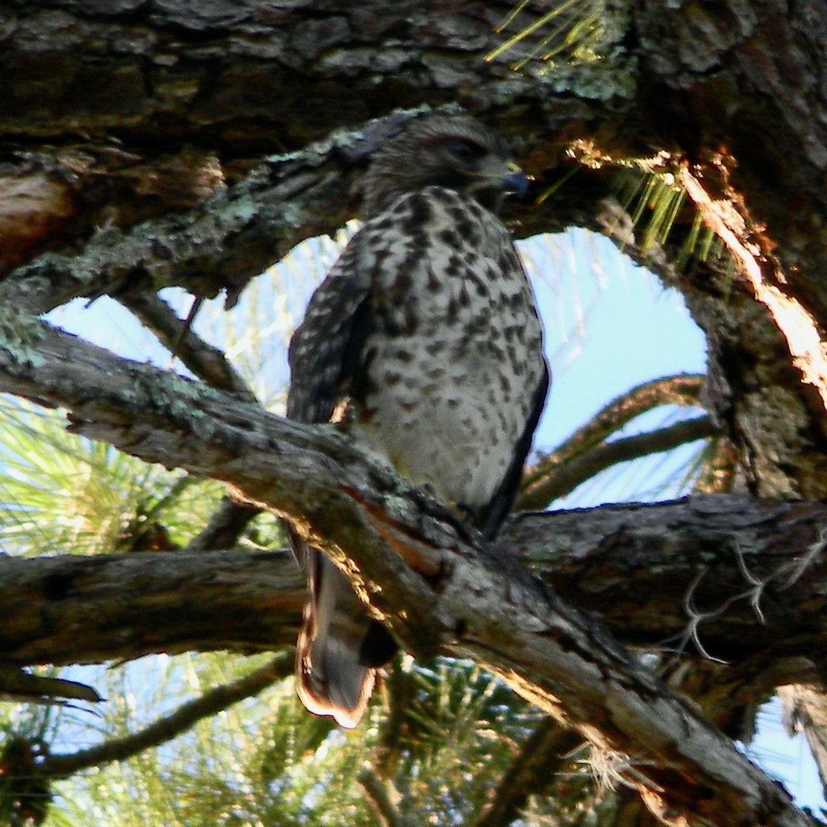 Red-shouldered Hawk - ML620444687