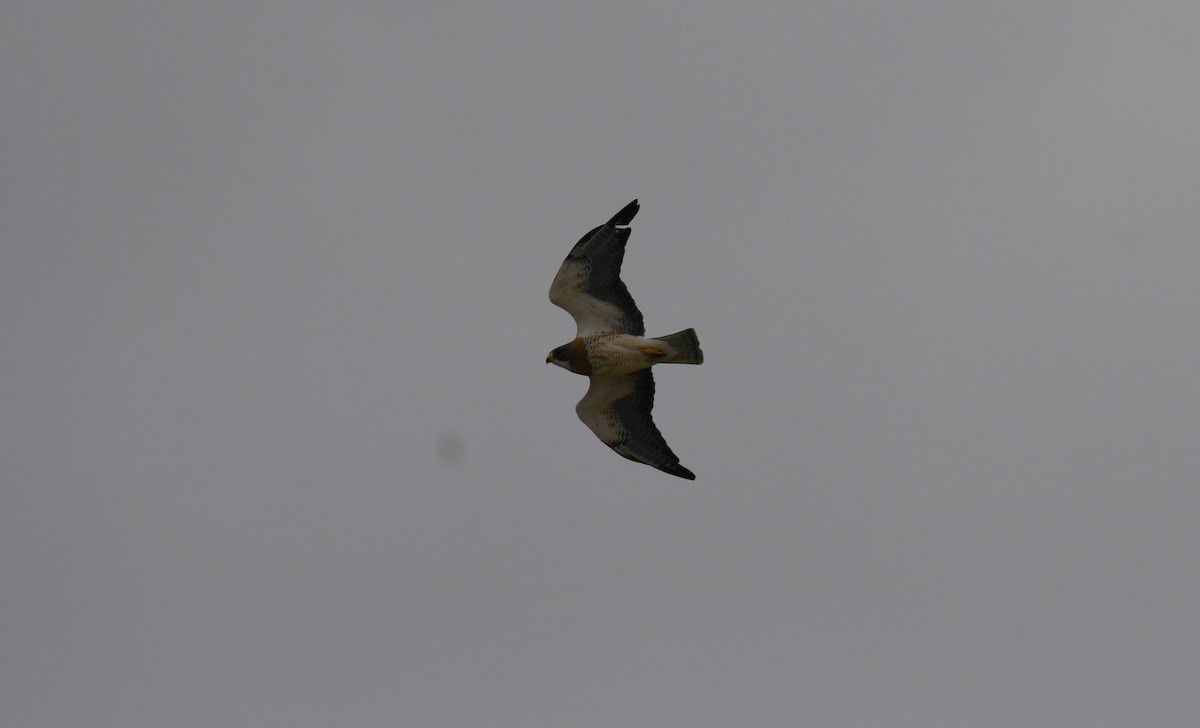 Swainson's Hawk - ML620444689