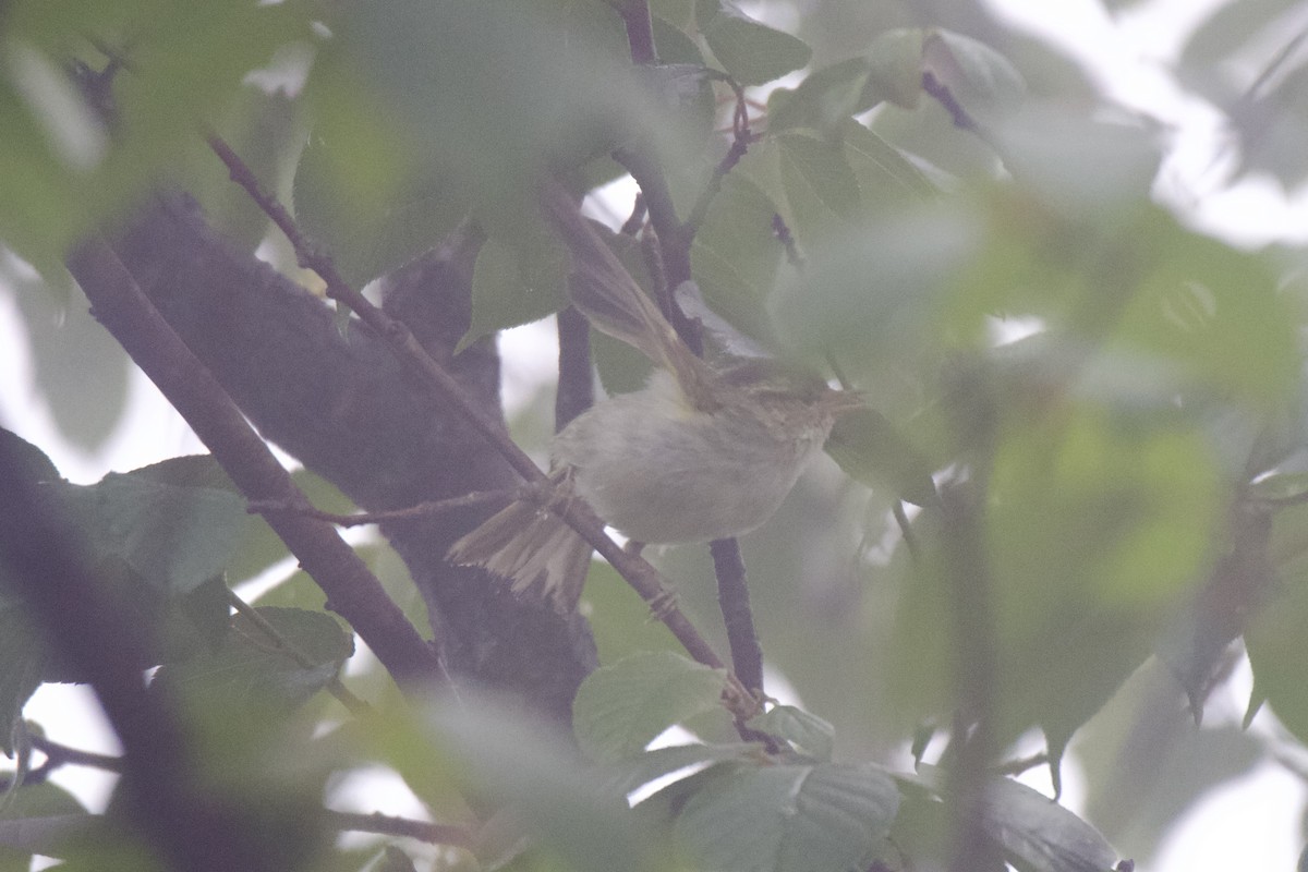 Large-billed Leaf Warbler - ML620444691