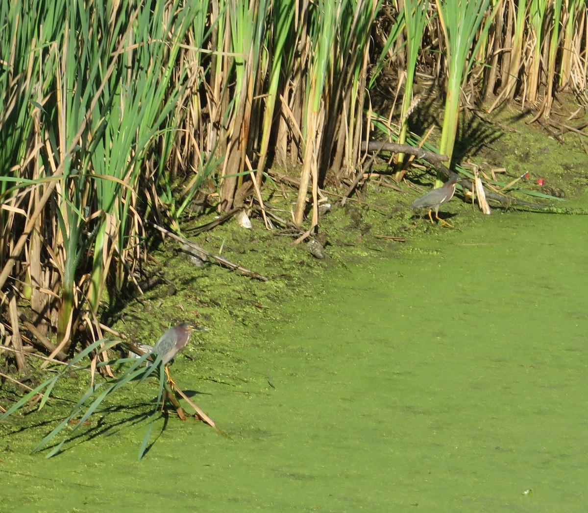 Green Heron - ML620444695