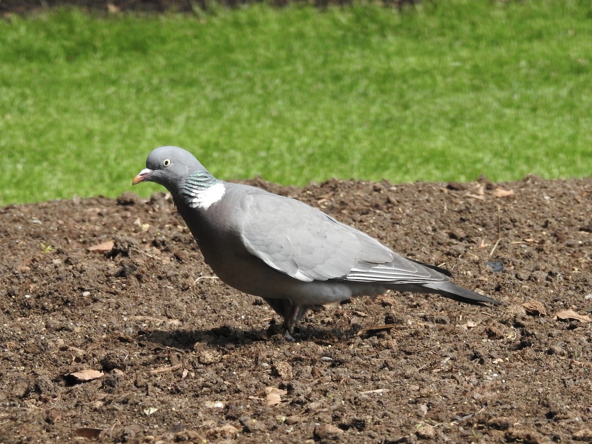 Common Wood-Pigeon - ML620444705