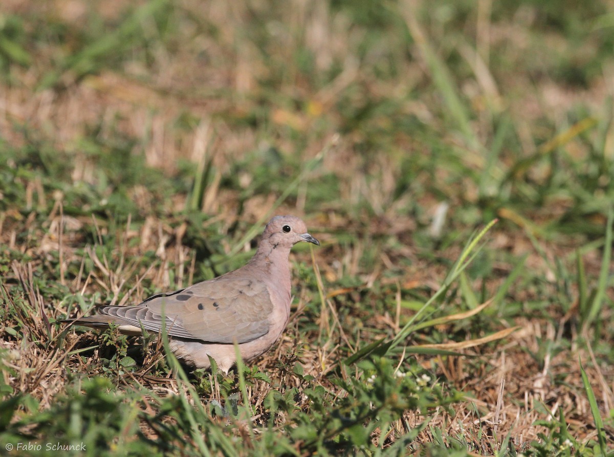 Eared Dove - ML620444721