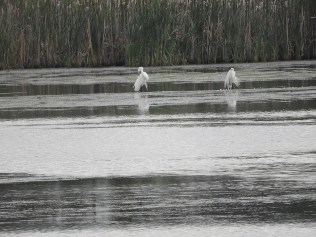 Great Egret - ML620444727