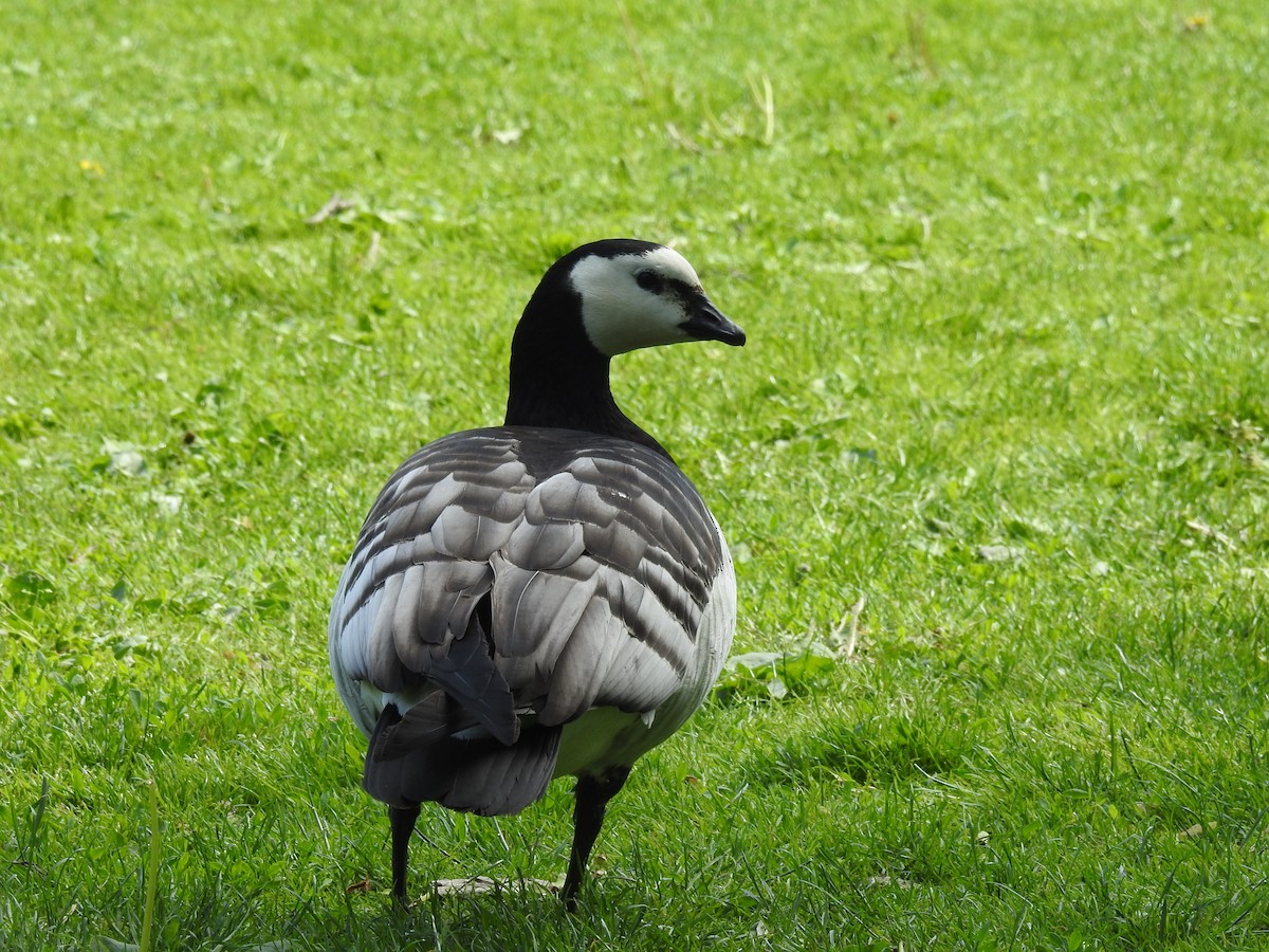 Barnacle Goose - ML620444730