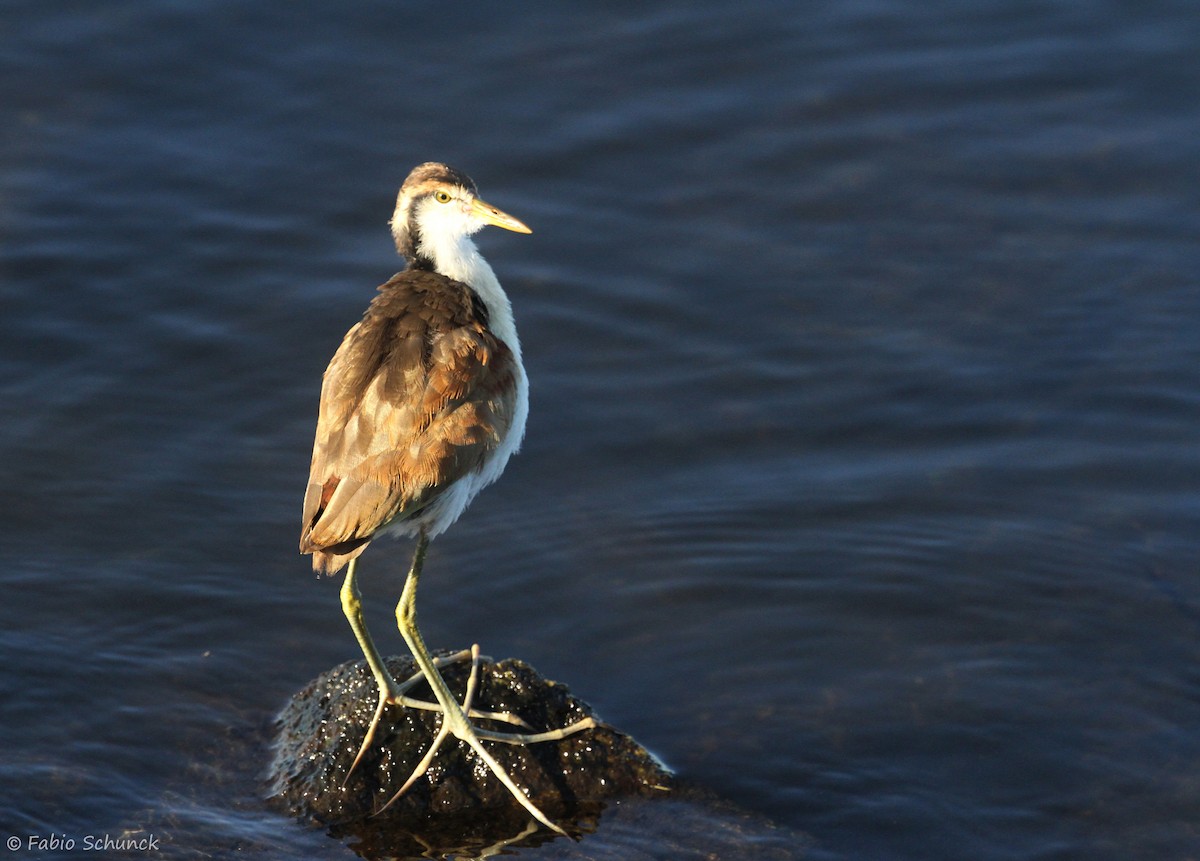 Wattled Jacana - ML620444733