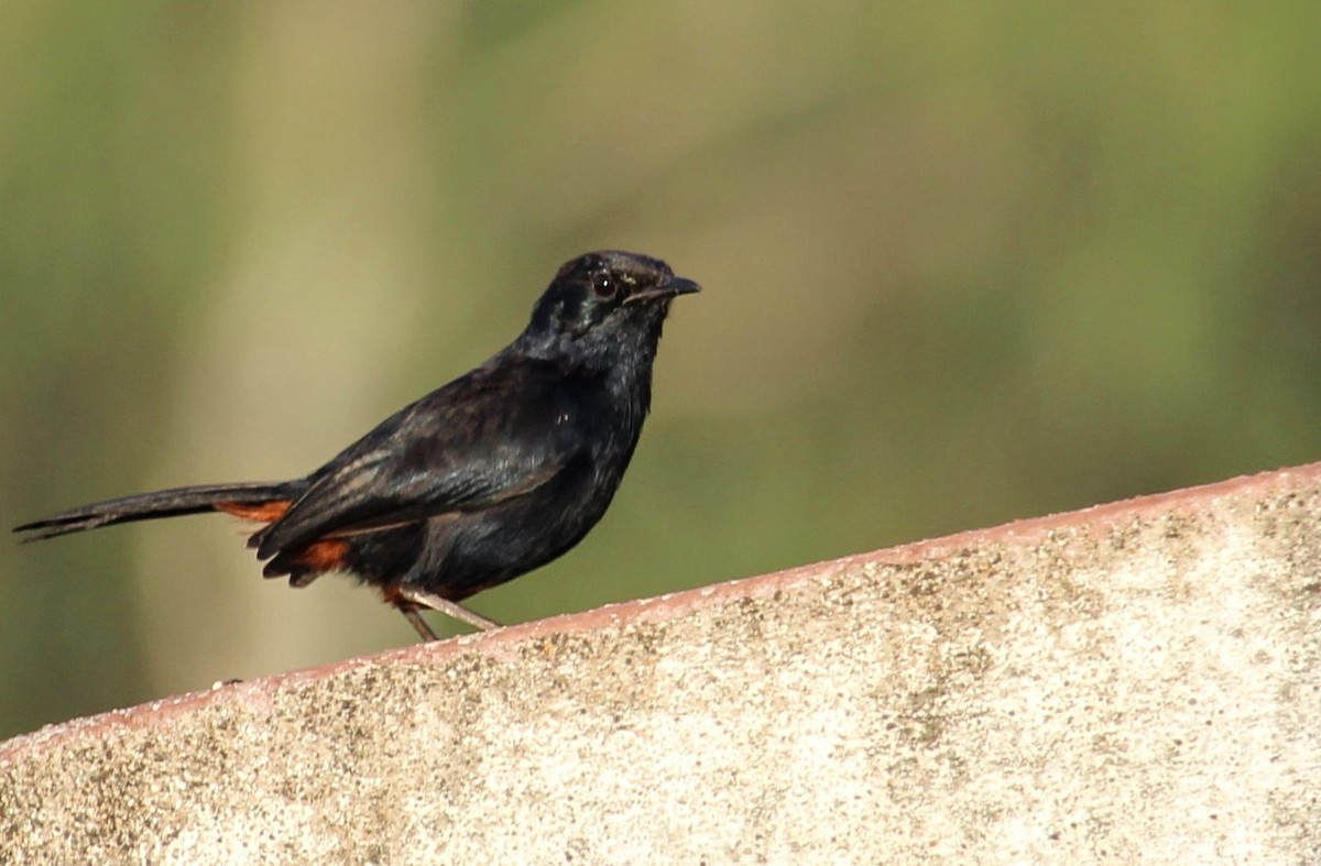 Indian Robin - ML620444736