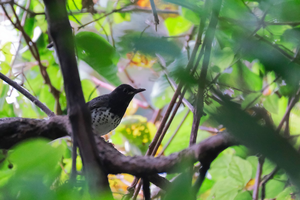 Japanese Thrush - ML620444737