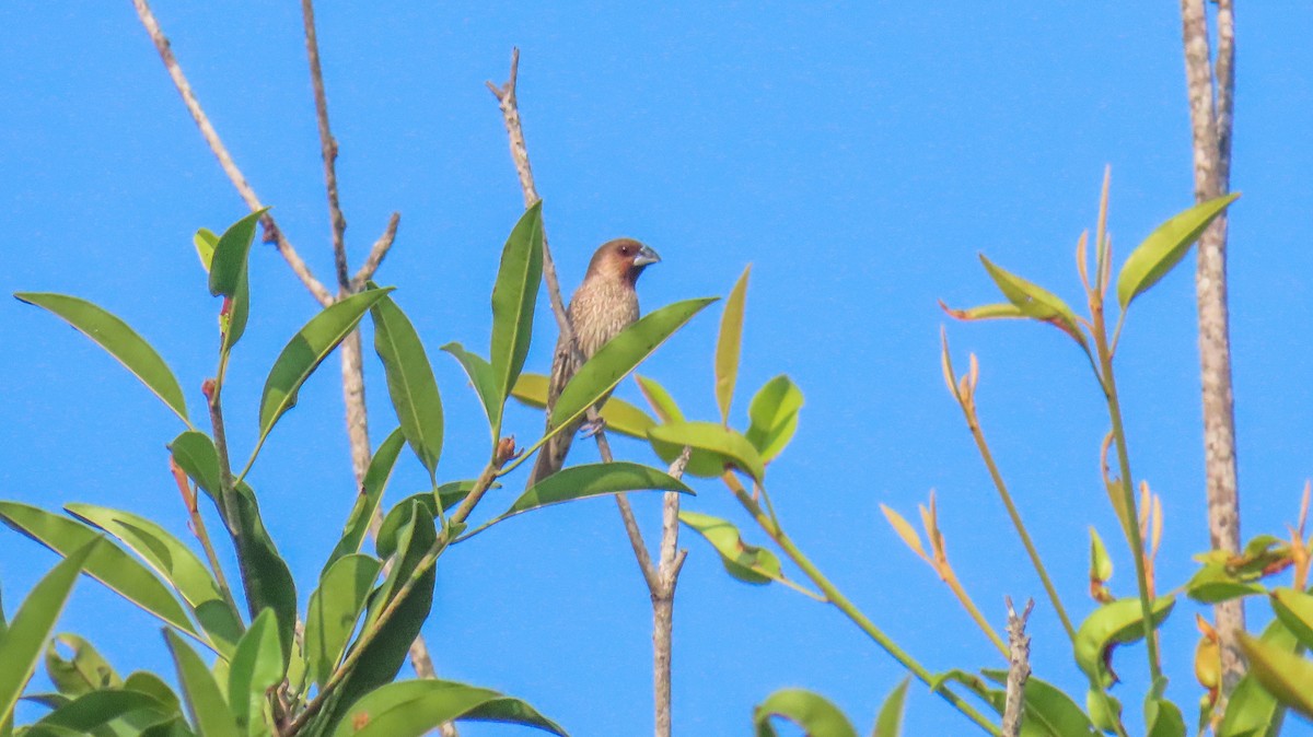 Scaly-breasted Munia - ML620444742