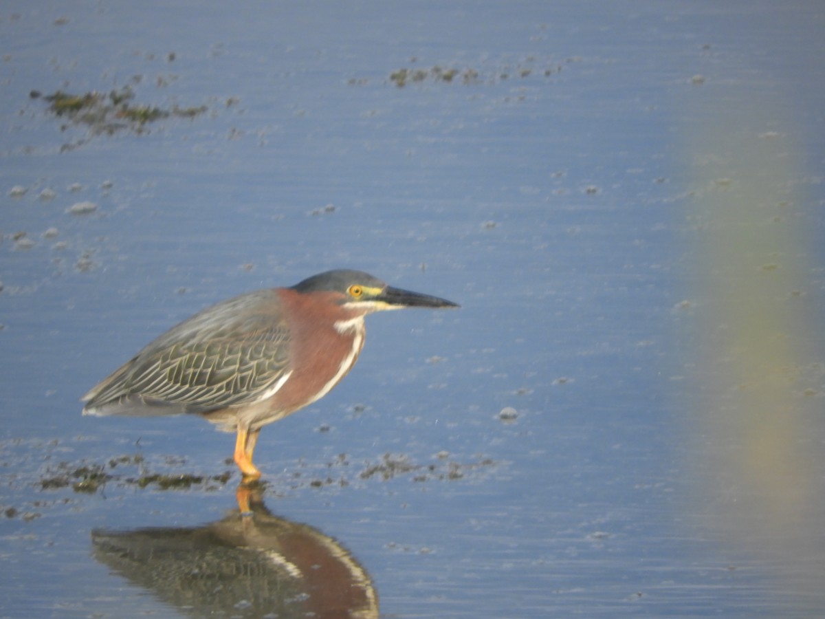 Green Heron - ML620444745