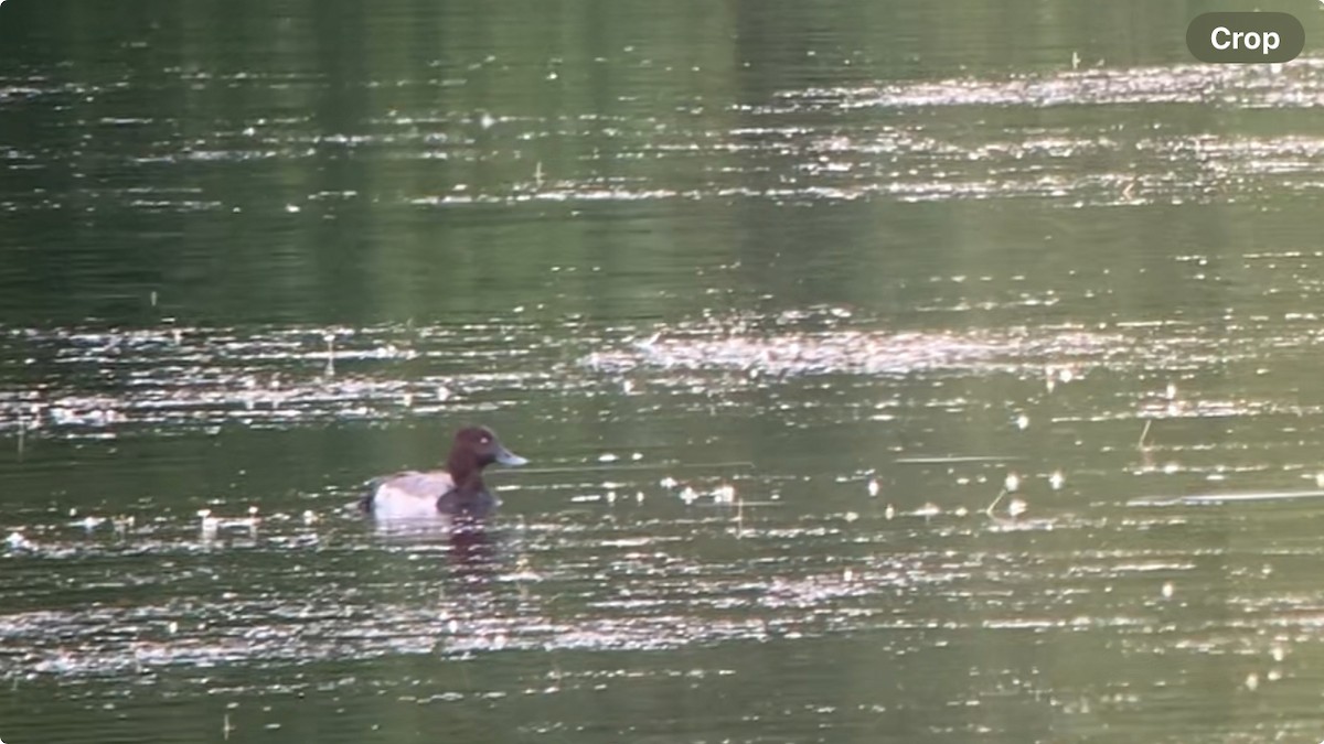 Common Pochard x Tufted Duck (hybrid) - ML620444748