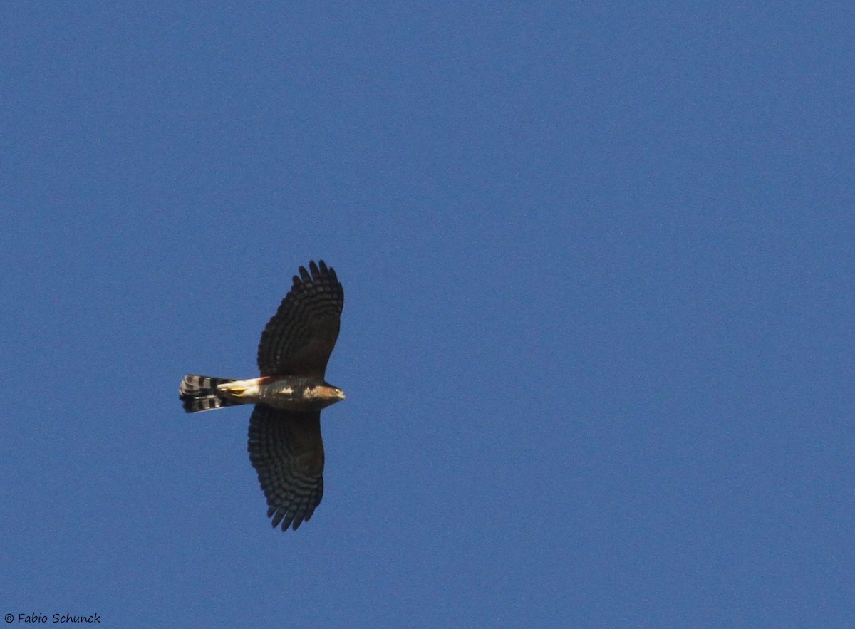 Sharp-shinned Hawk - Fabio Schunck