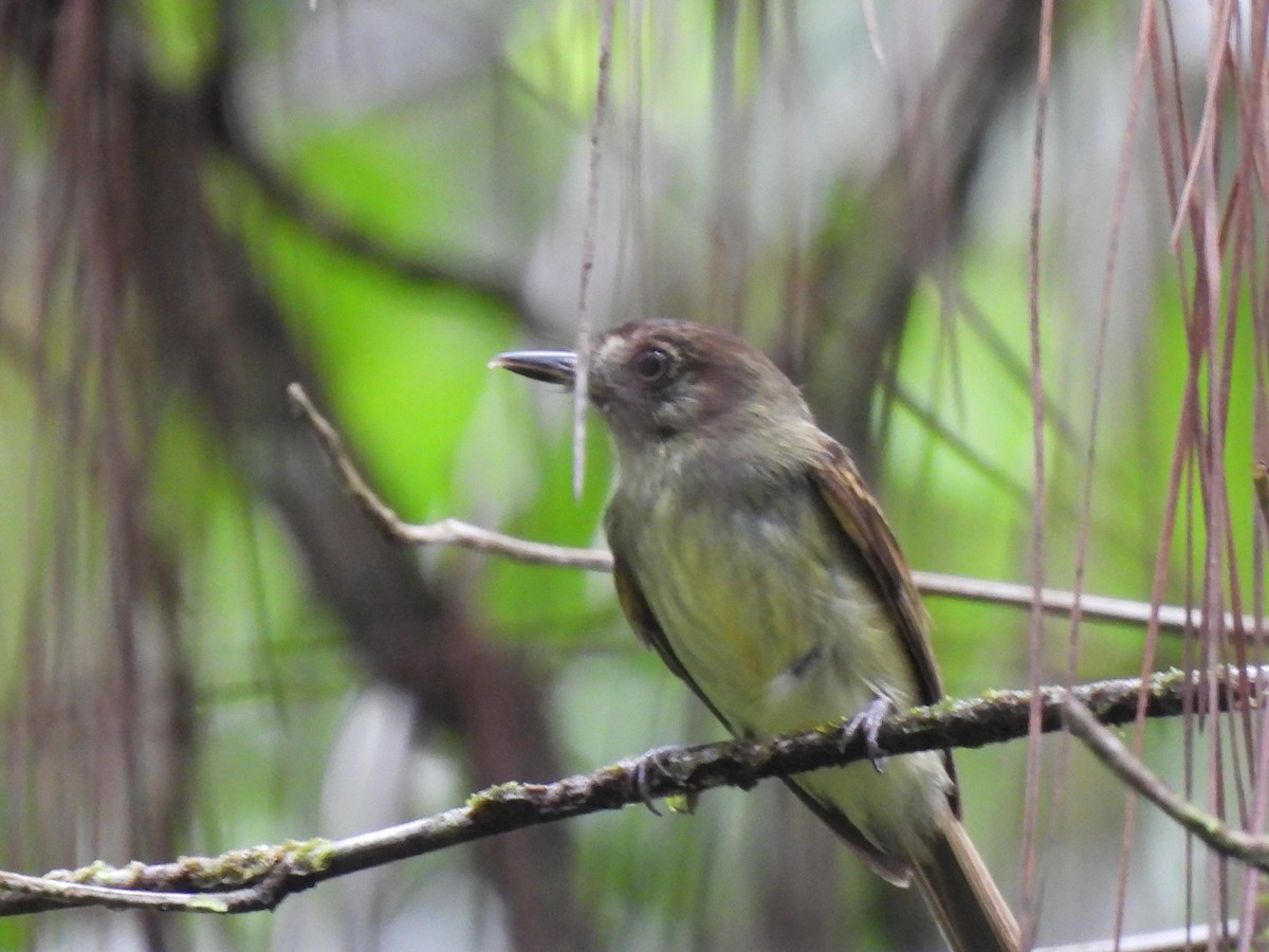 Sepia-capped Flycatcher - ML620444753