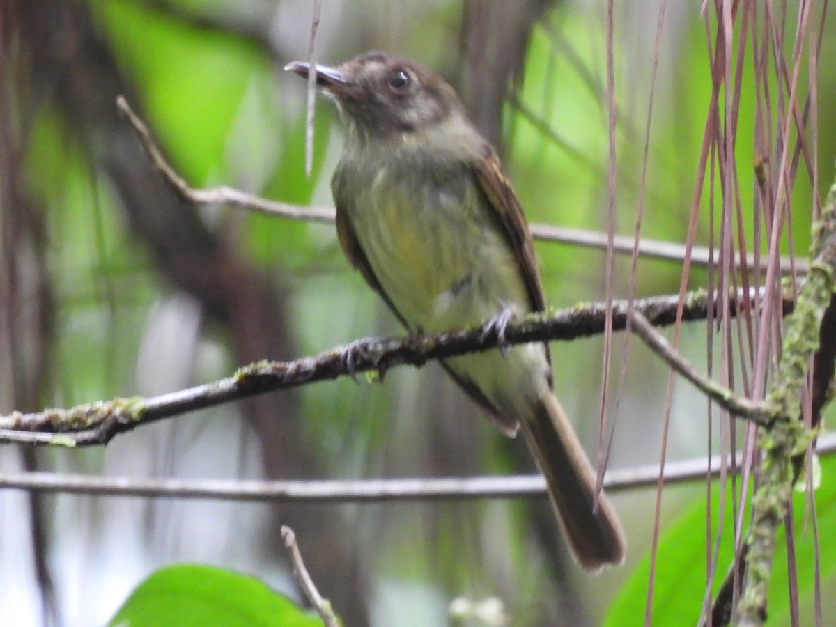 Sepia-capped Flycatcher - ML620444755