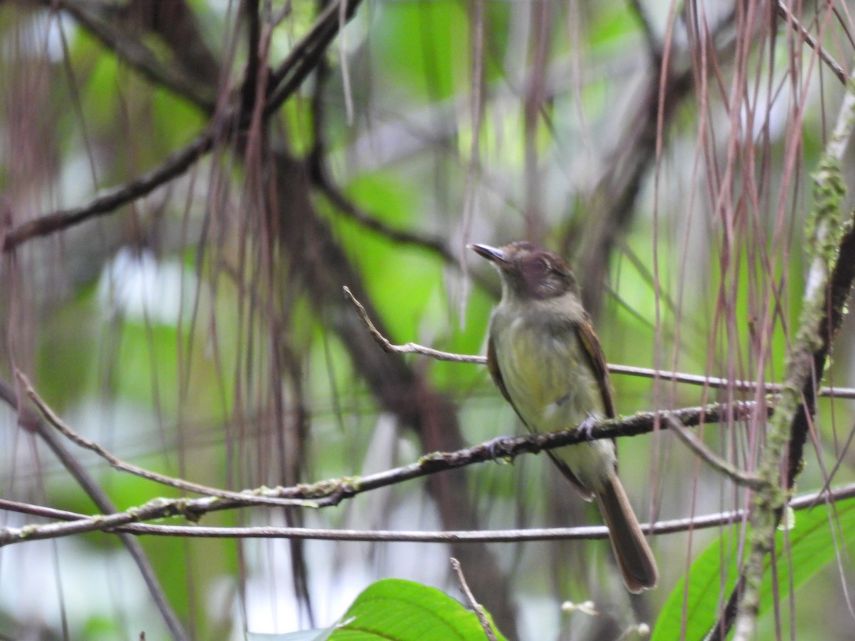 Sepia-capped Flycatcher - ML620444756