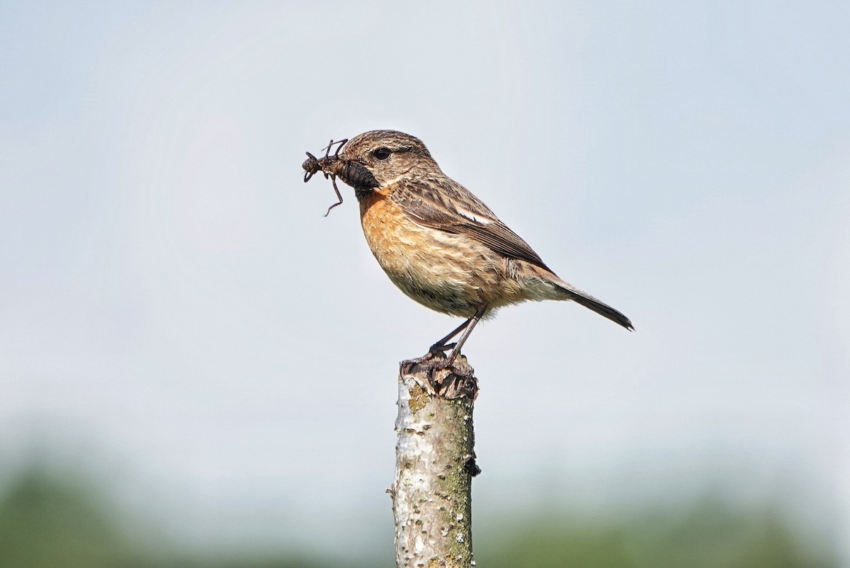 European Stonechat - ML620444757