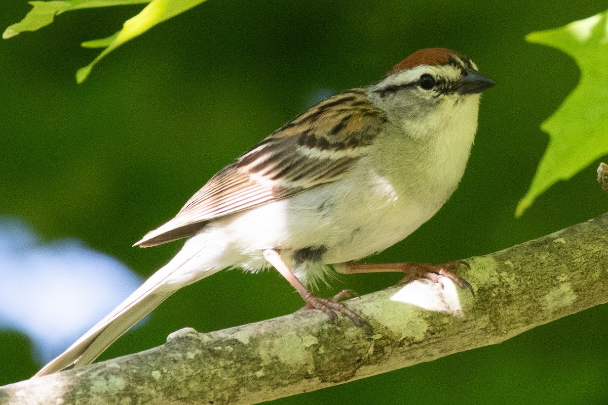 Chipping Sparrow - ML620444765
