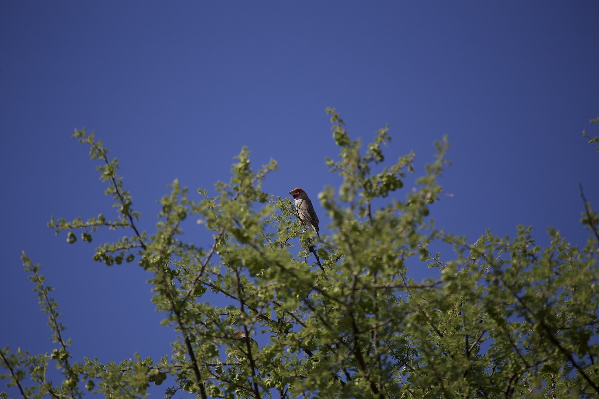 Red-headed Finch - ML620444770