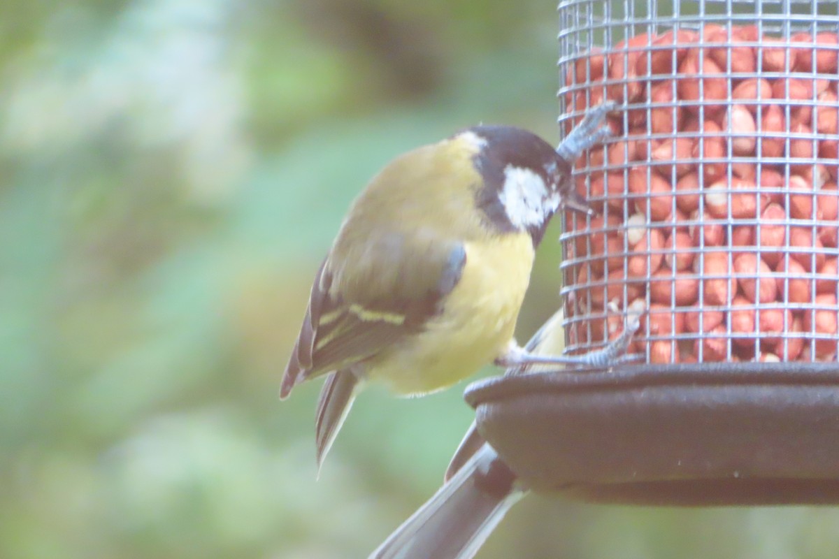 Great Tit - ML620444771