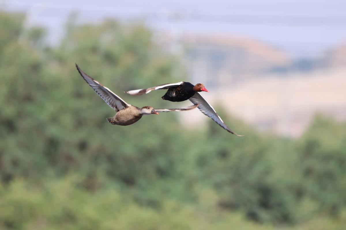 Red-crested Pochard - ML620444773