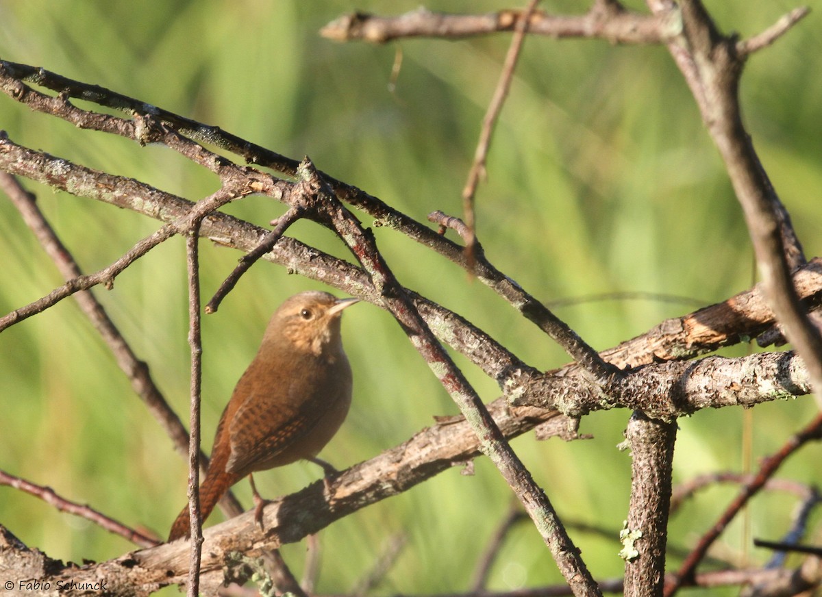 House Wren (Southern) - ML620444784