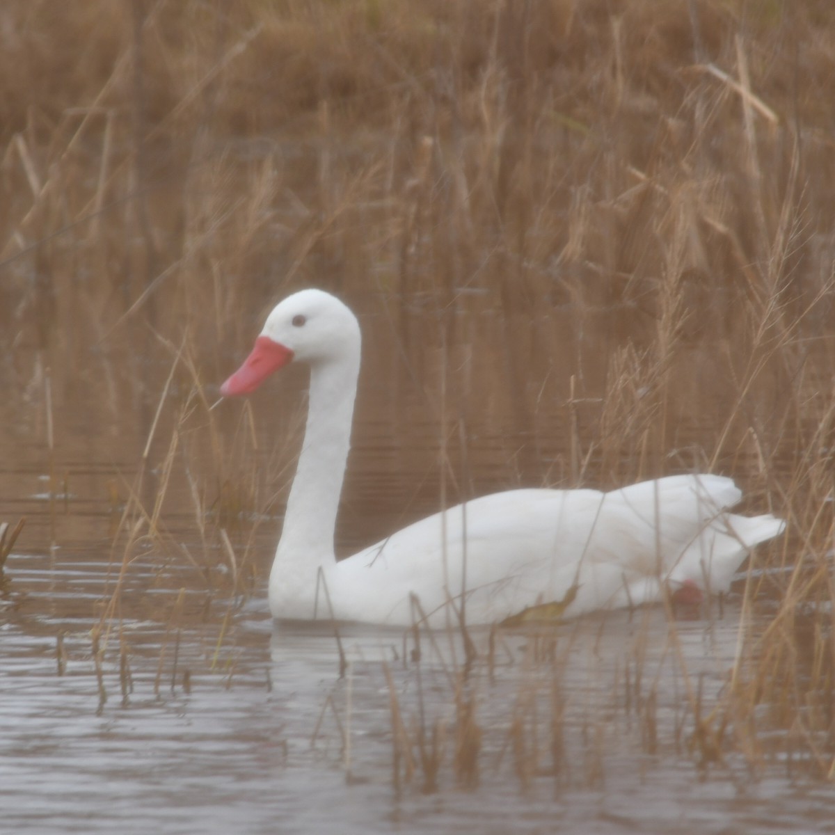 Coscoroba Swan - ML620444786