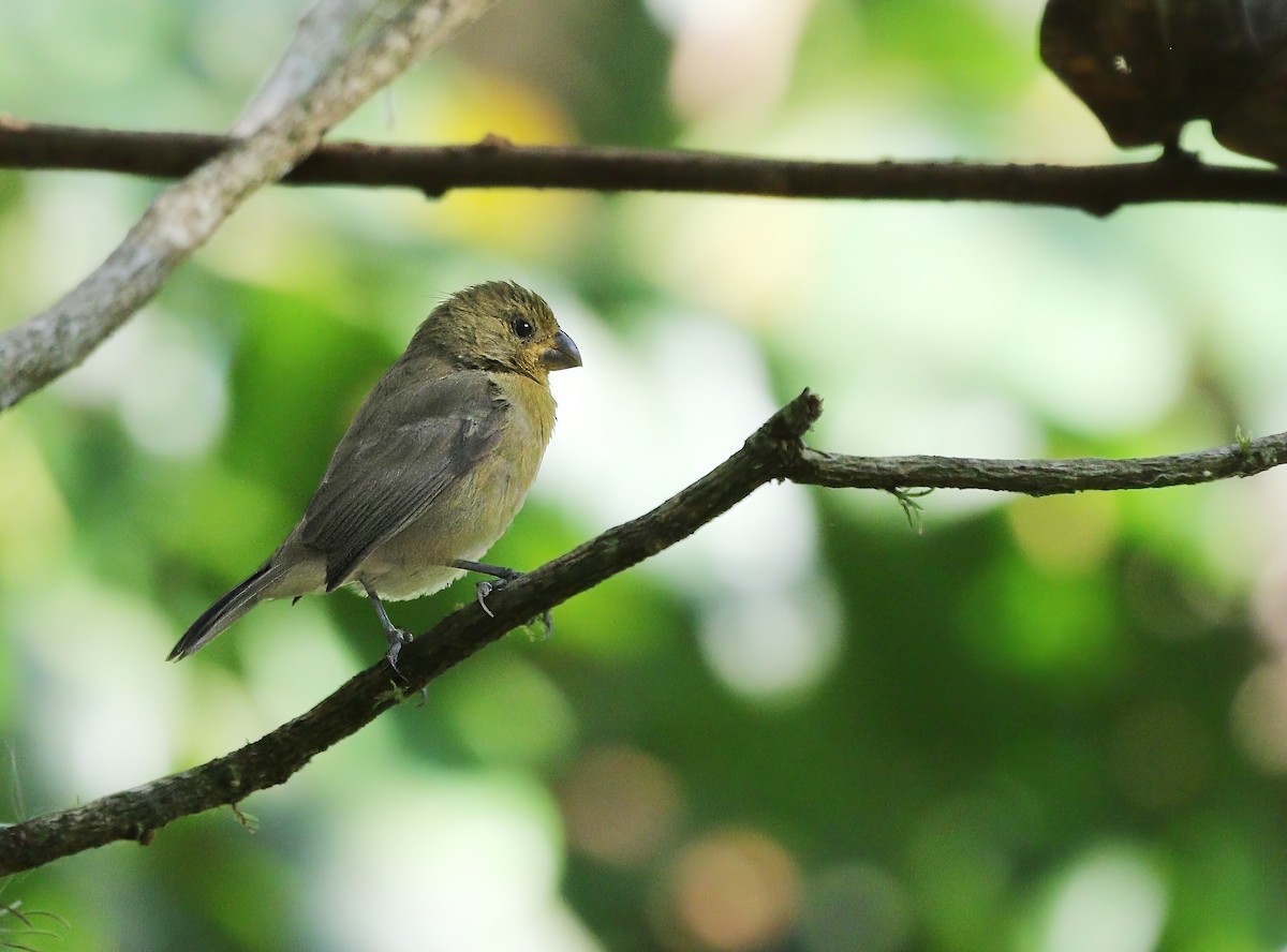 Variable Seedeater - ML620444788